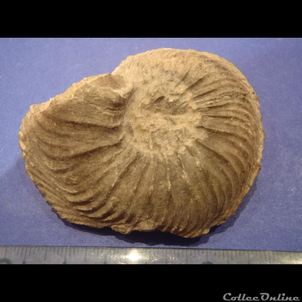 coquillage fossile indetermine