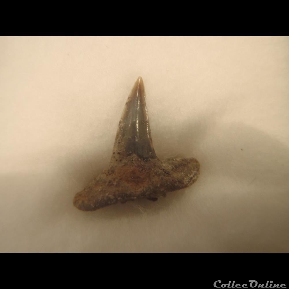 Dent indéterminée 3 2 coquillage fossile dent indeterminee 3