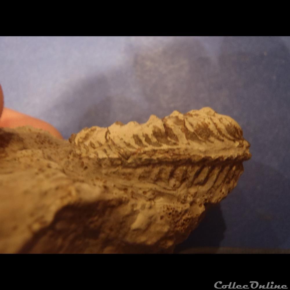 coquillage fossile invertebre cardioceras