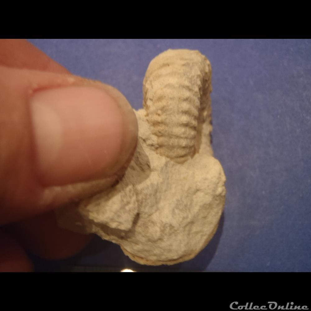 Mantelliceras mantelli coquillage fossile invertebre mantelliceras mantelli