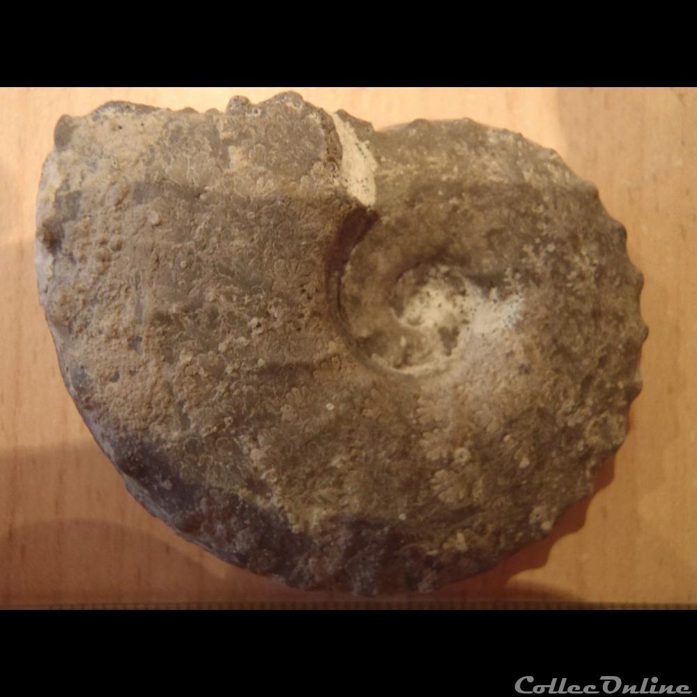 Schloenbachia varians 3 coquillage fossile invertebre schloenbachia varians
