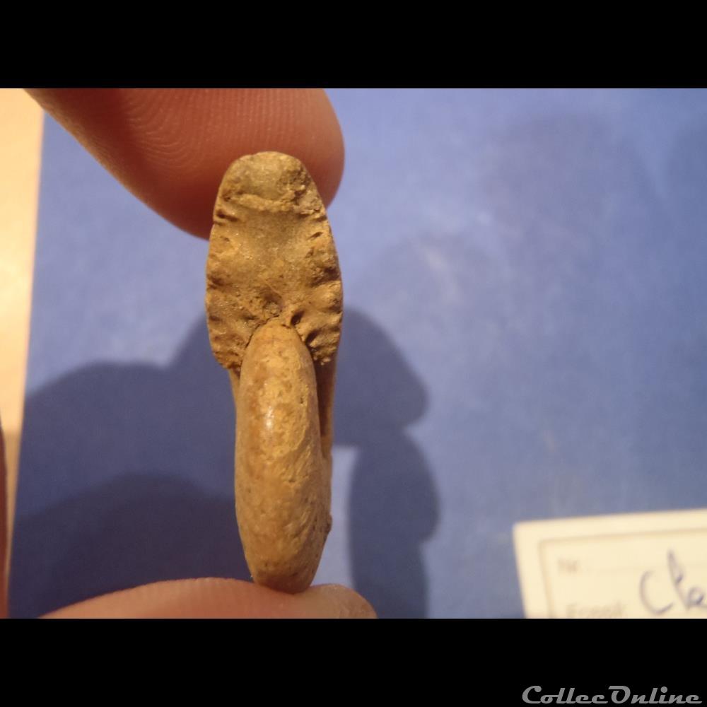 Cleoniceras besarei 8 3 coquillage fossile cleoniceras besarei 8