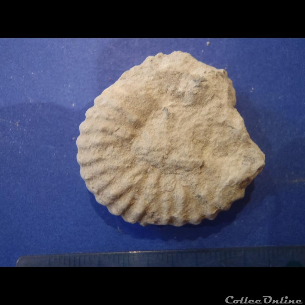 Mantelliceras mantelli coquillage fossile invertebre mantelliceras mantelli