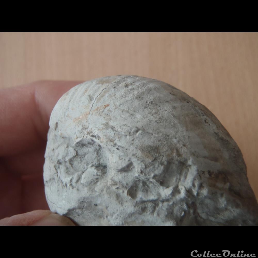 Indéterminé 3 coquillage fossile indetermine