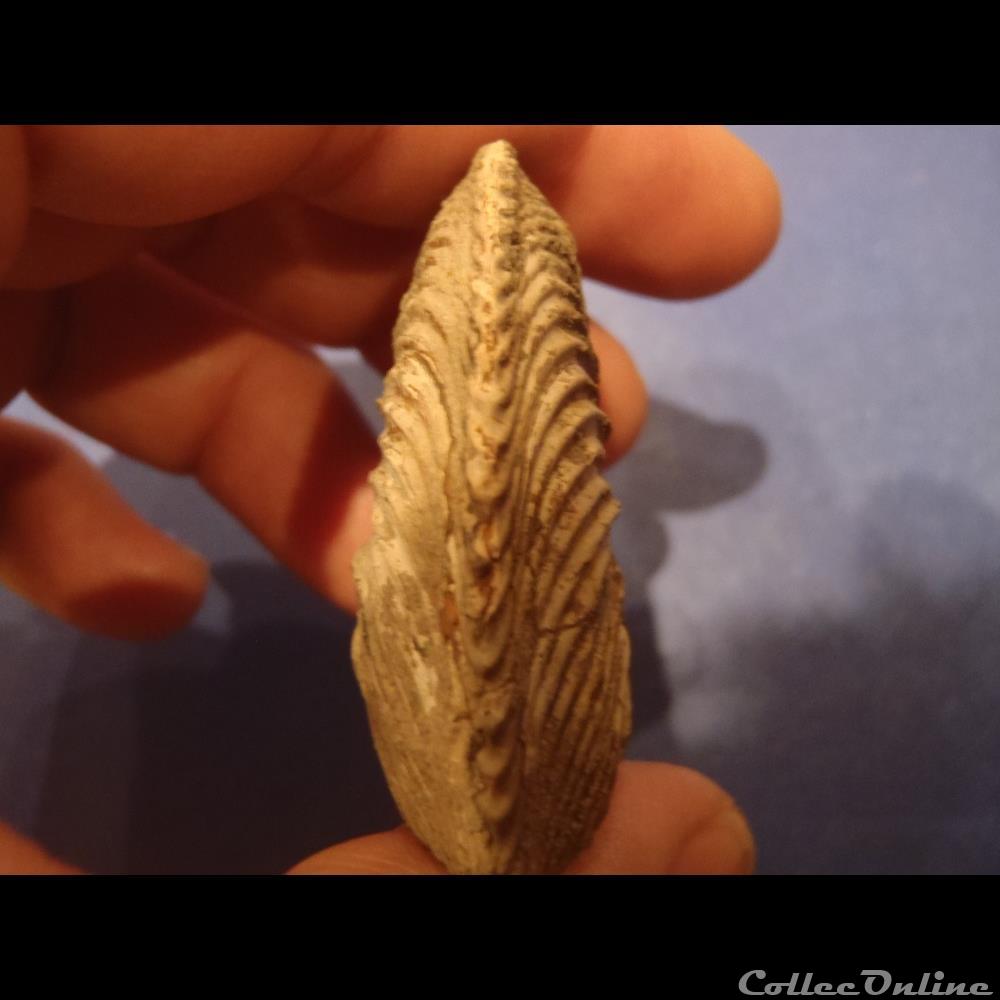 coquillage fossile invertebre cardioceras
