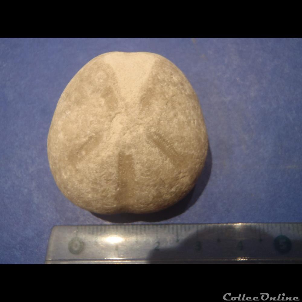 Oursin indéterminé coquillage fossile invertebre oursin indetermine