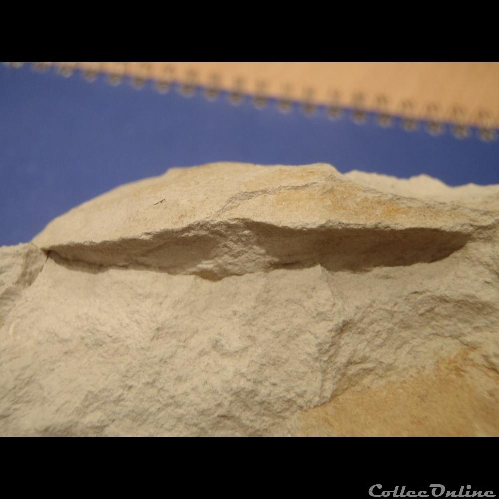 Schloenbachia varians 3 coquillage fossile invertebre schloenbachia varians