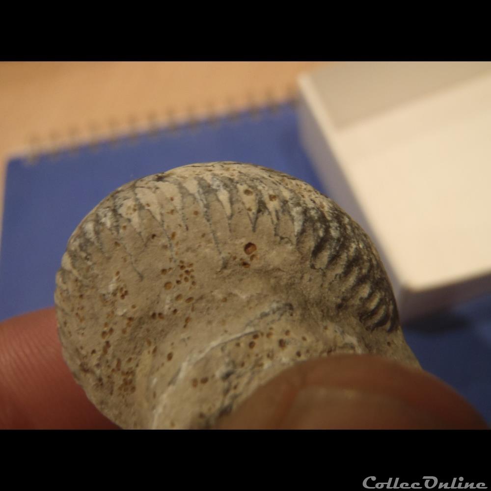 coquillage fossile invertebre cardioceras mariae