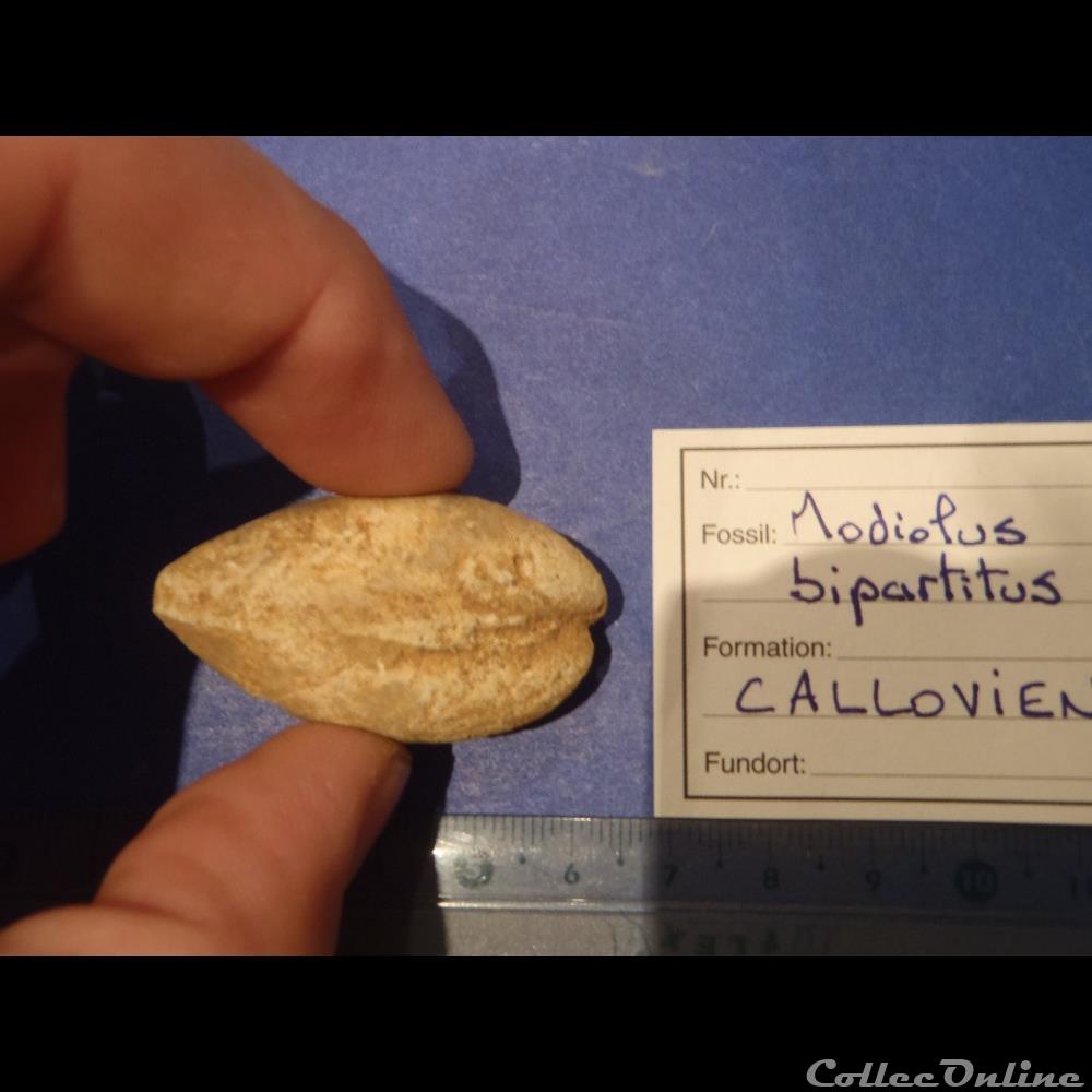 coquillage fossile invertebre modiolus bipartitus