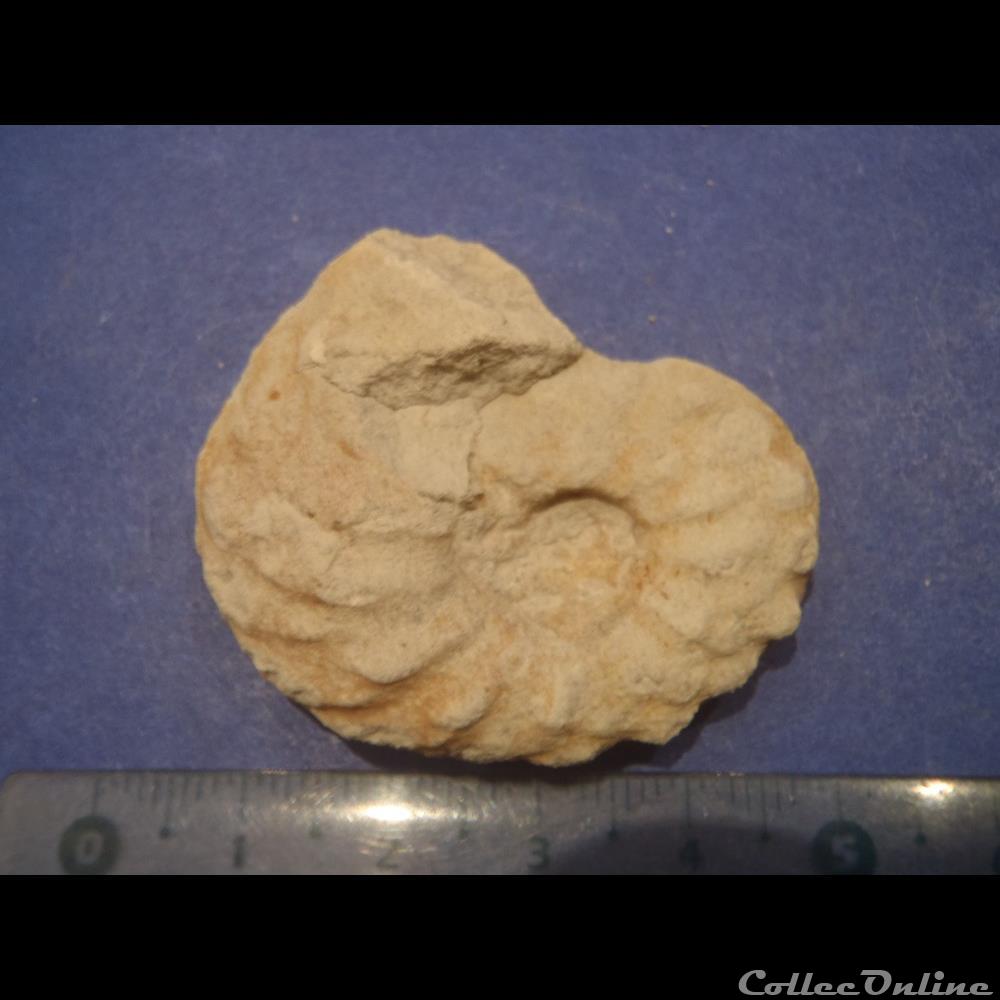Schloenbachia varians 3 coquillage fossile invertebre schloenbachia varians