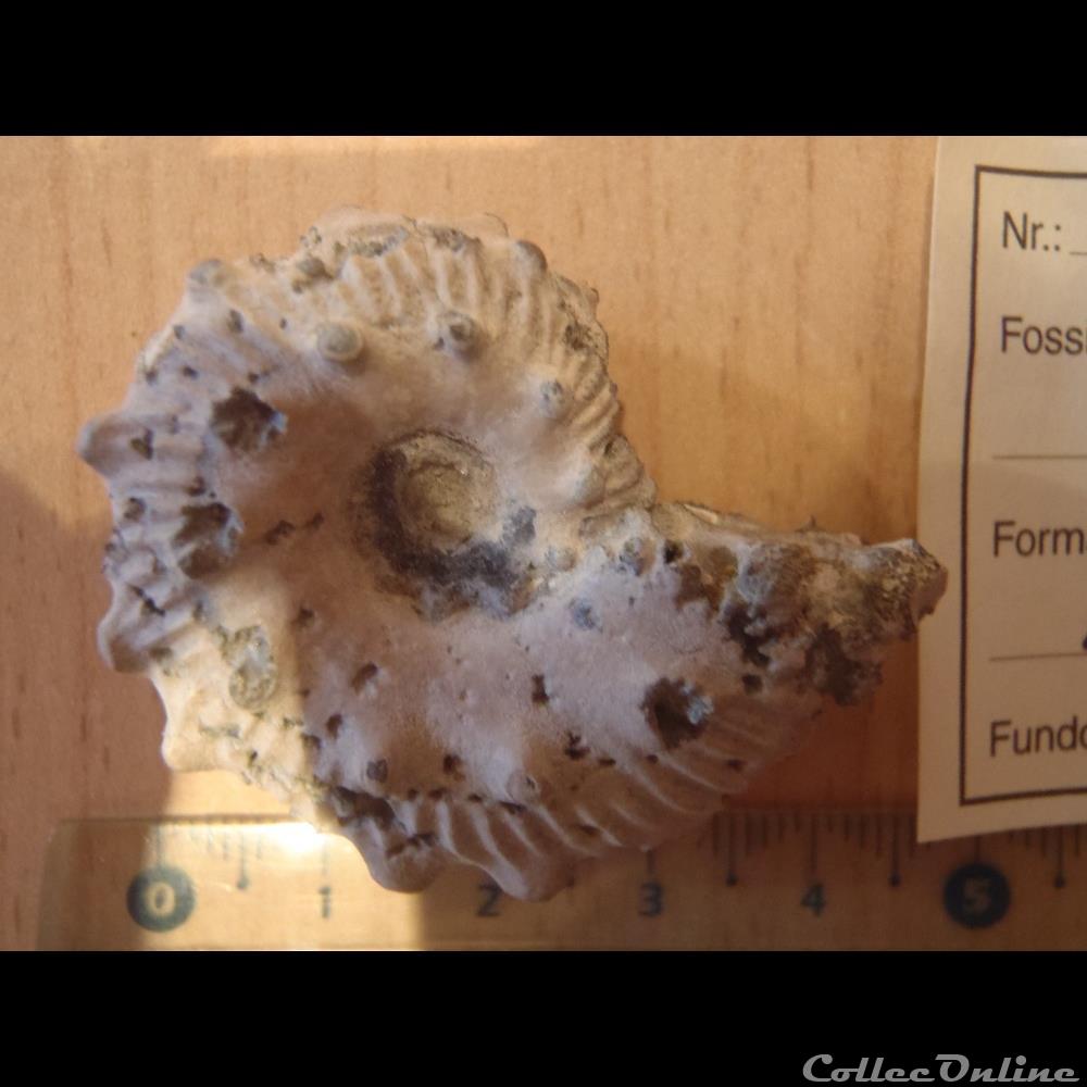 Anahoplites sp. 2 coquillage fossile invertebre anahoplites sp