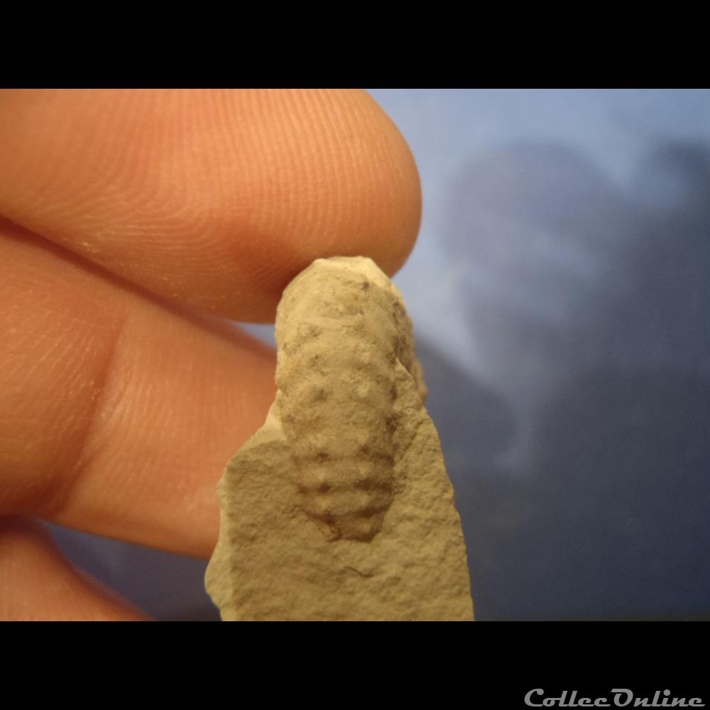 Mantelliceras mantelli 2 coquillage fossile invertebre mantelliceras mantelli