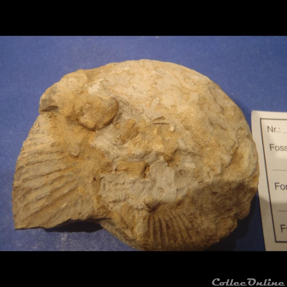 Perisphinctes sp. 3 coquillage fossile invertebre perisphinctes sp