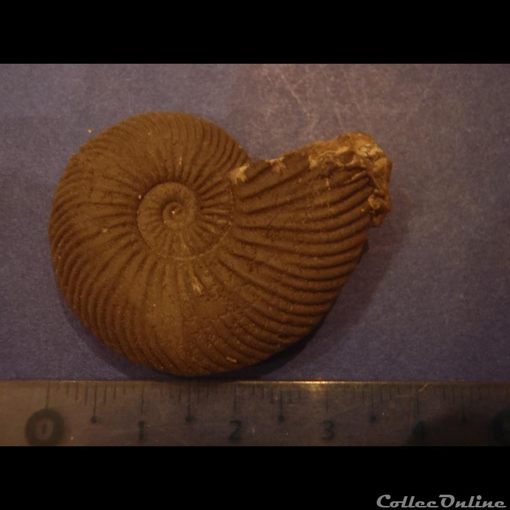 coquillage fossile invertebre indetermine