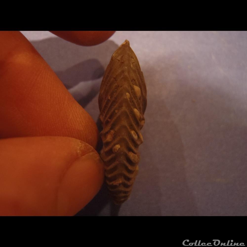 coquillage fossile invertebre indetermine