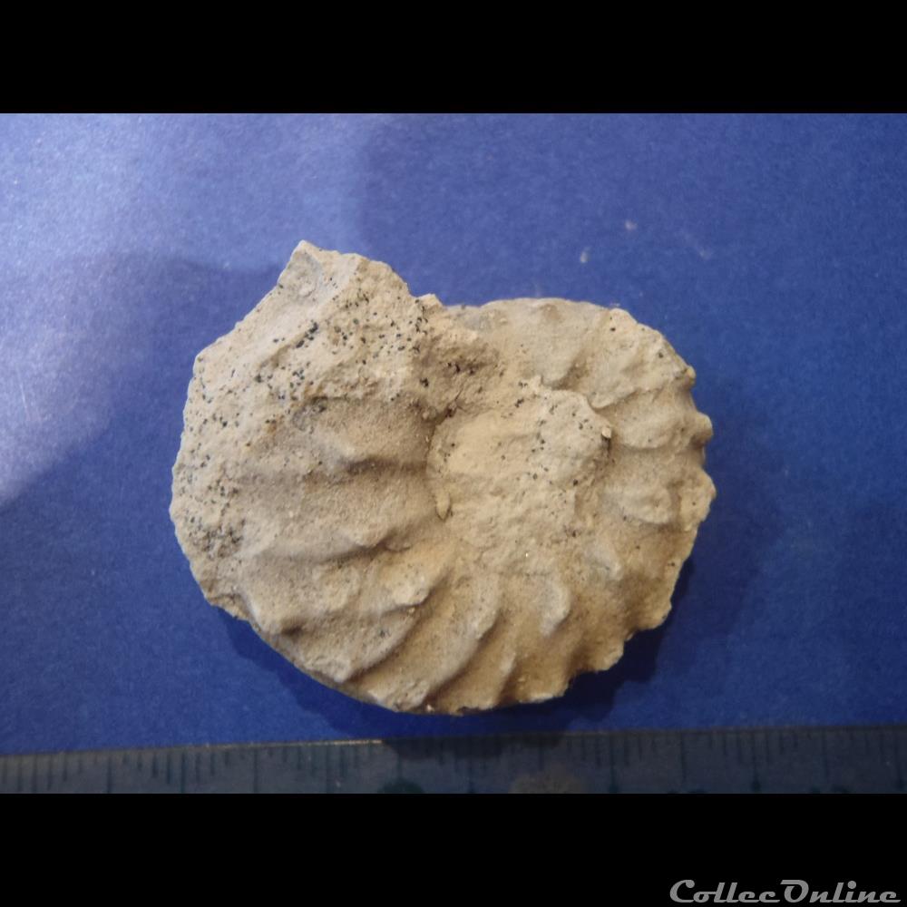 Schloenbachia varians 3 coquillage fossile invertebre schloenbachia varians