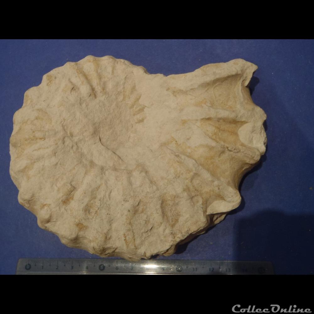 coquillage fossile invertebre acanthoceras