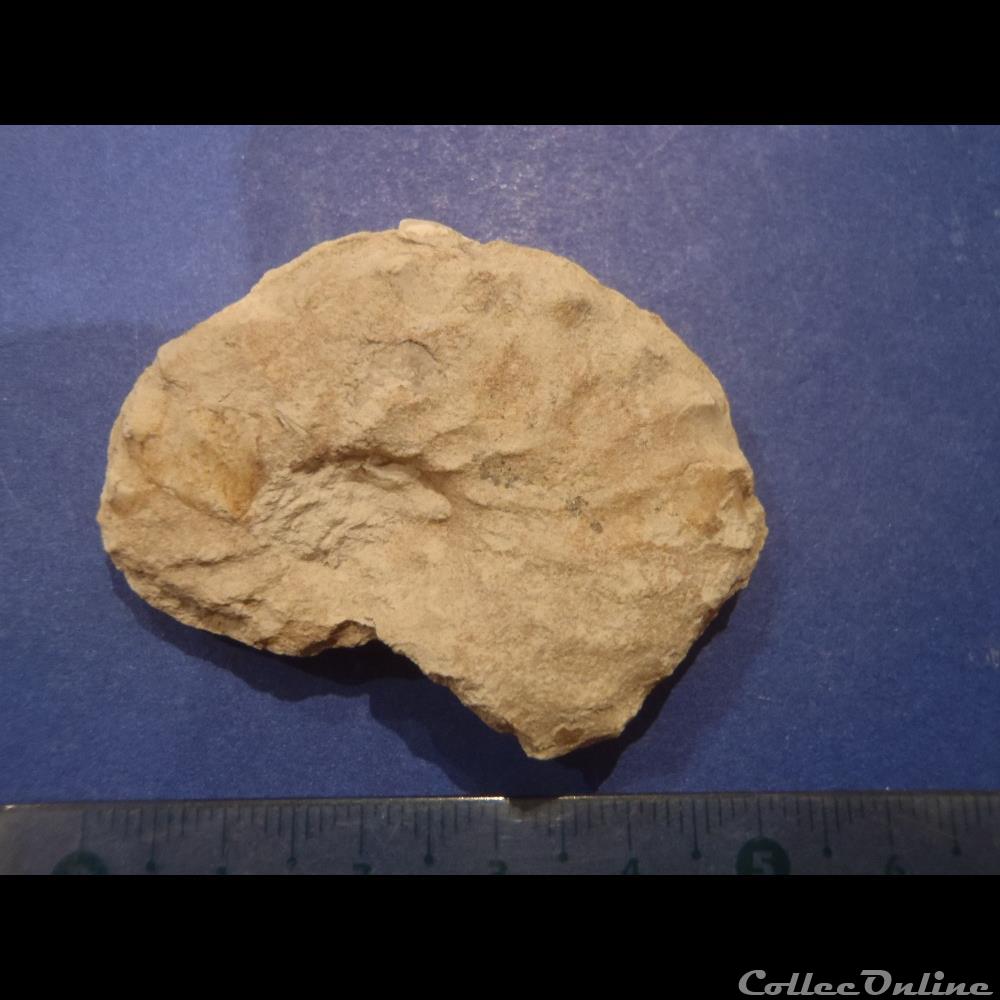 Schloenbachia varians coquillage fossile invertebre schloenbachia varians