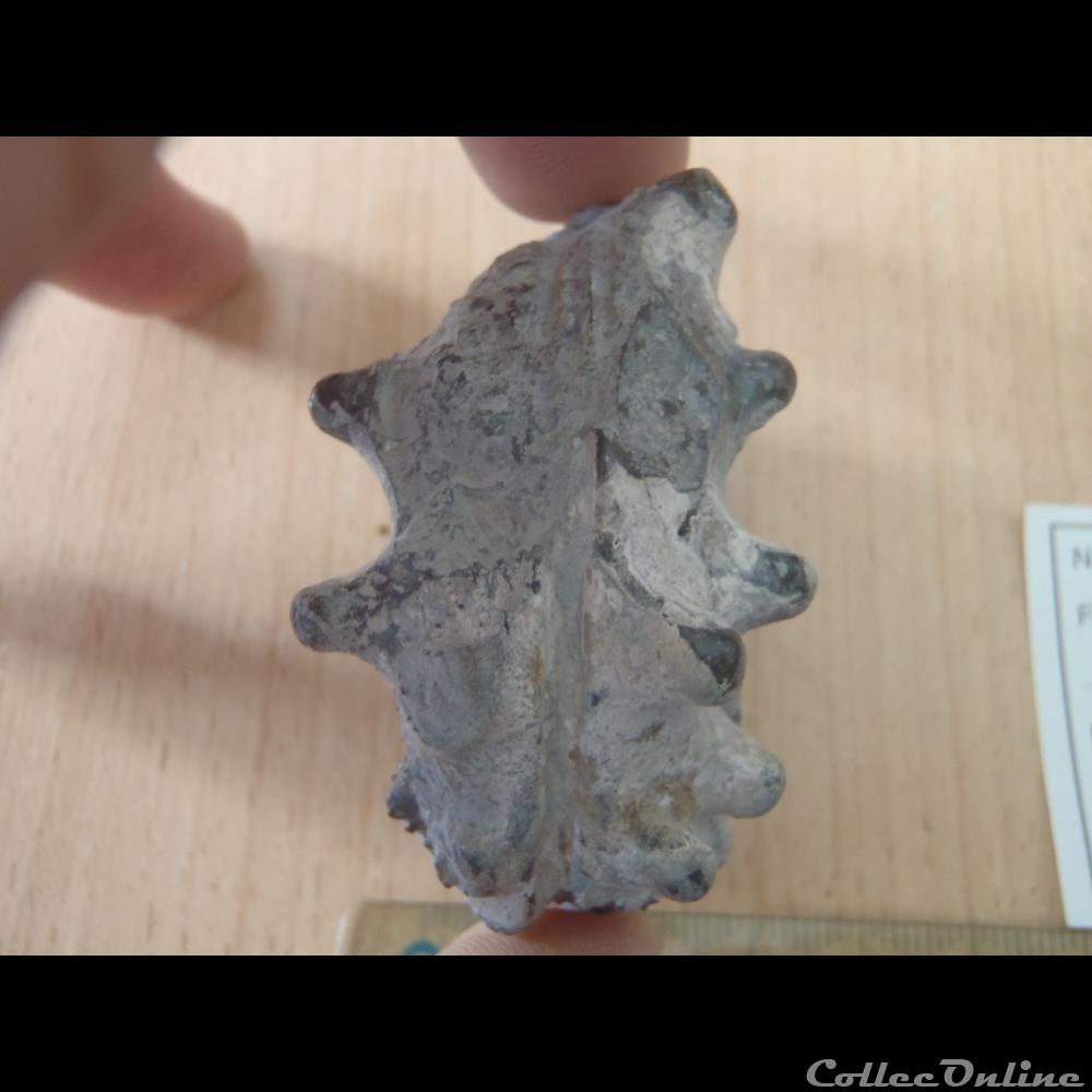coquillage fossile invertebre euhoplites armatus 2