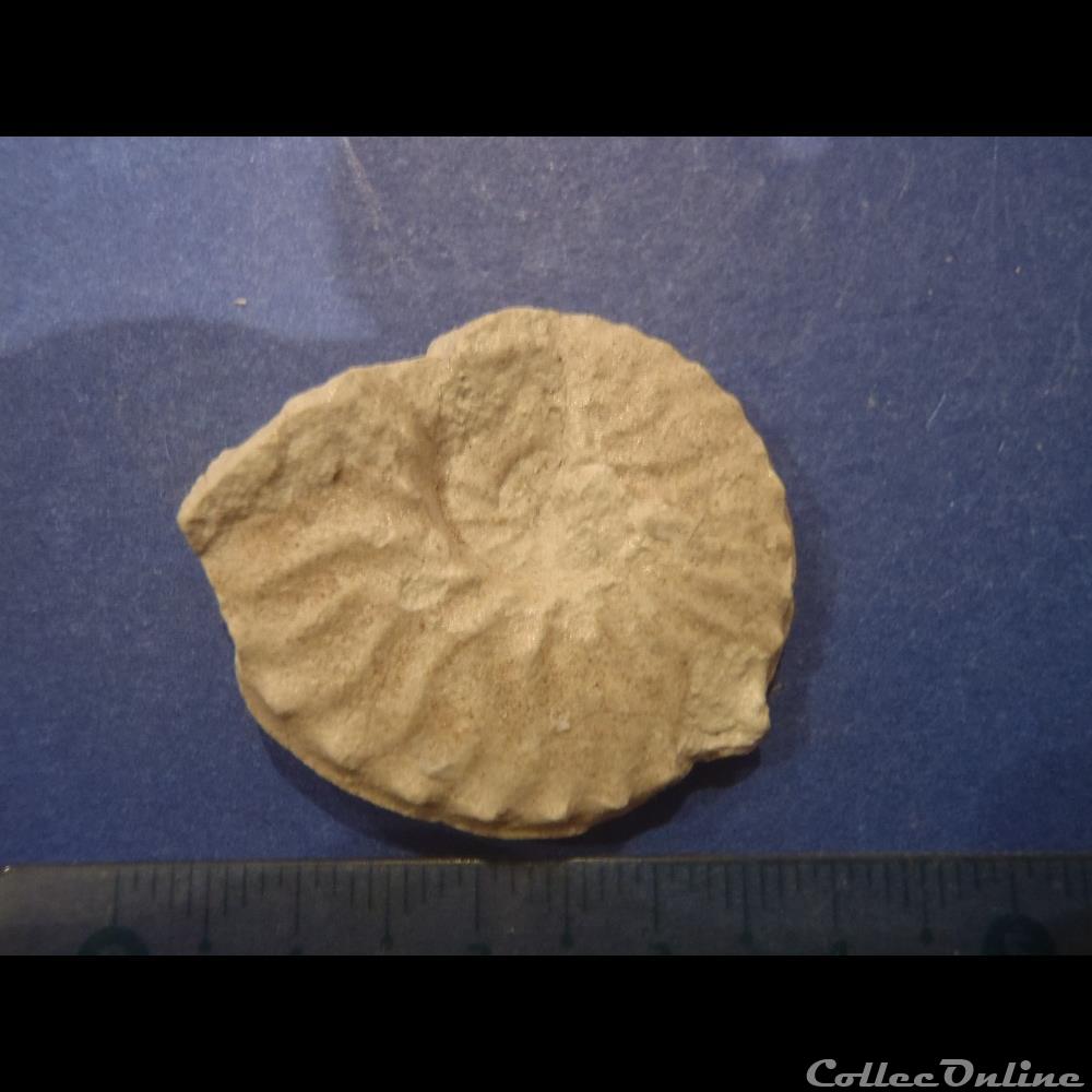 coquillage fossile invertebre schloenbachia varians