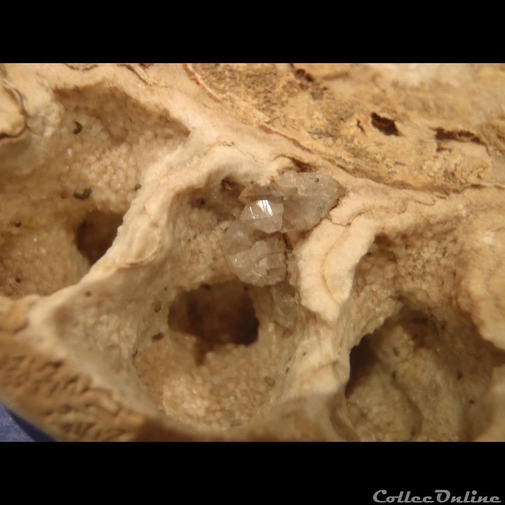 coquillage fossile invertebre ammonite indeterminee