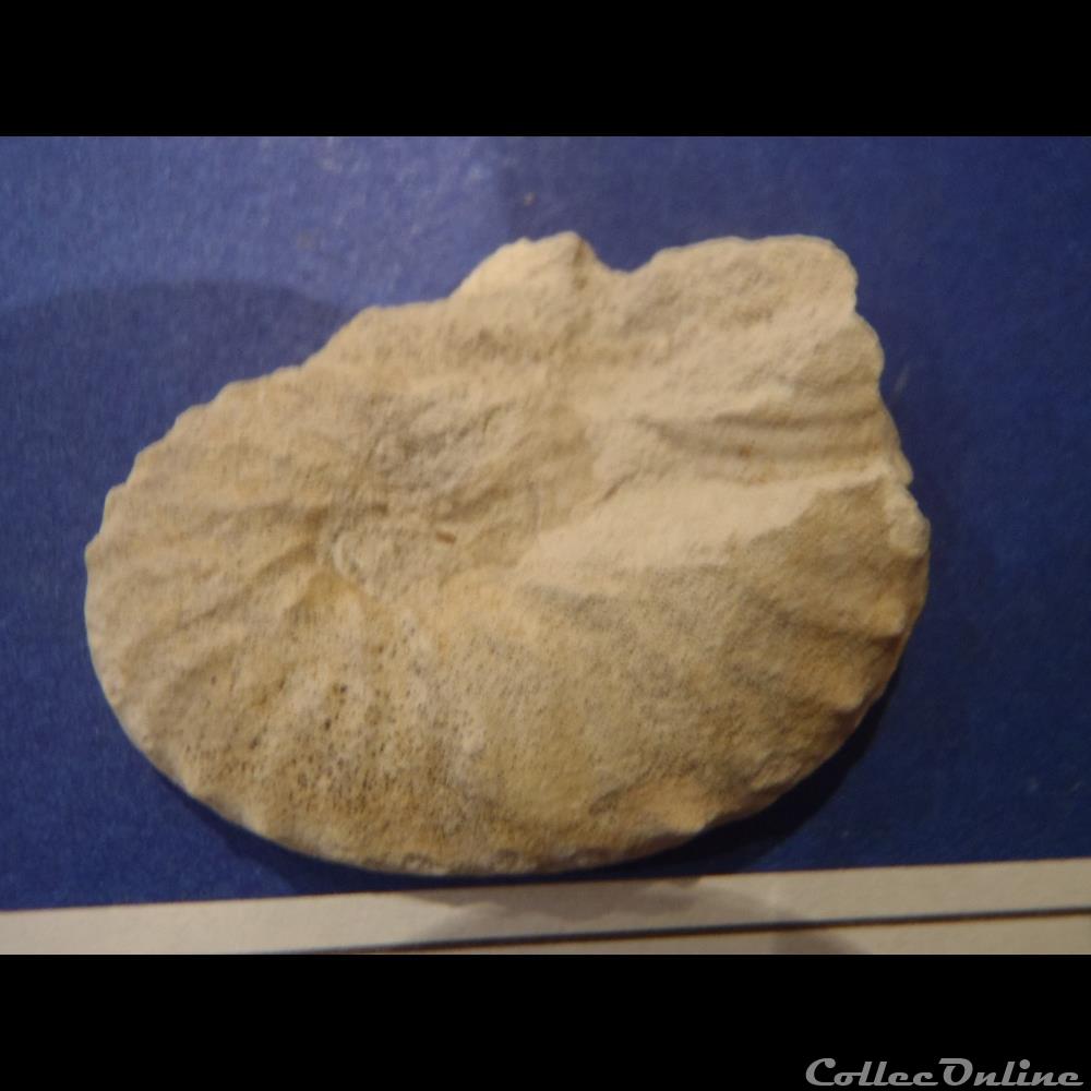 Schloenbachia varians 4 coquillage fossile invertebre schloenbachia varians