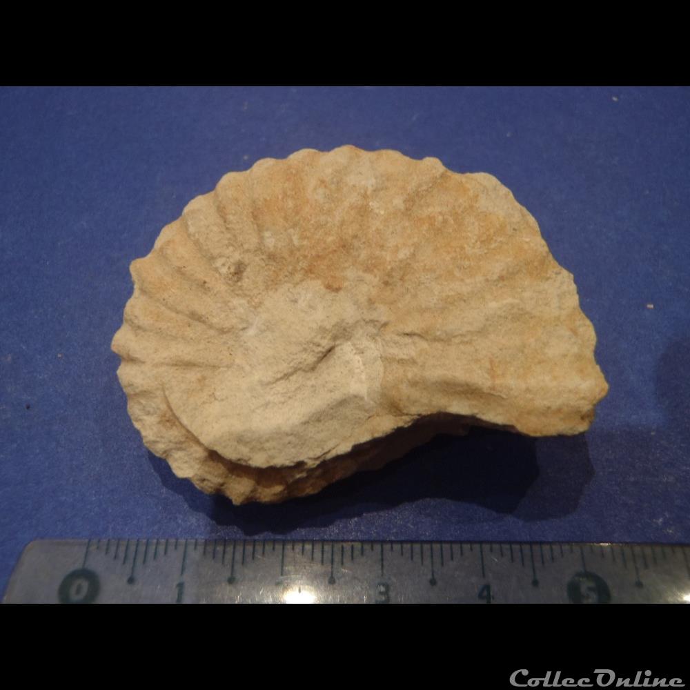 Mantelliceras mantelli coquillage fossile invertebre mantelliceras mantelli