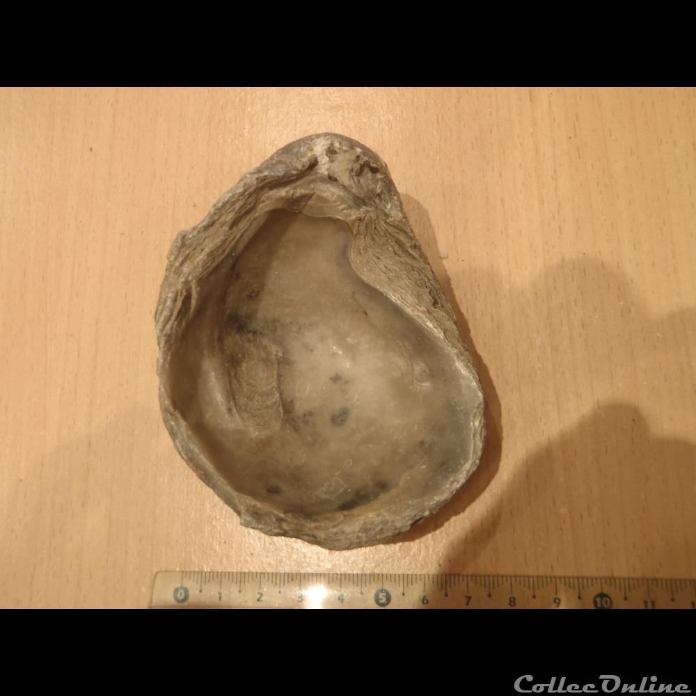Gryphaea dilatata coquillage fossile invertebre gryphaea dilatata