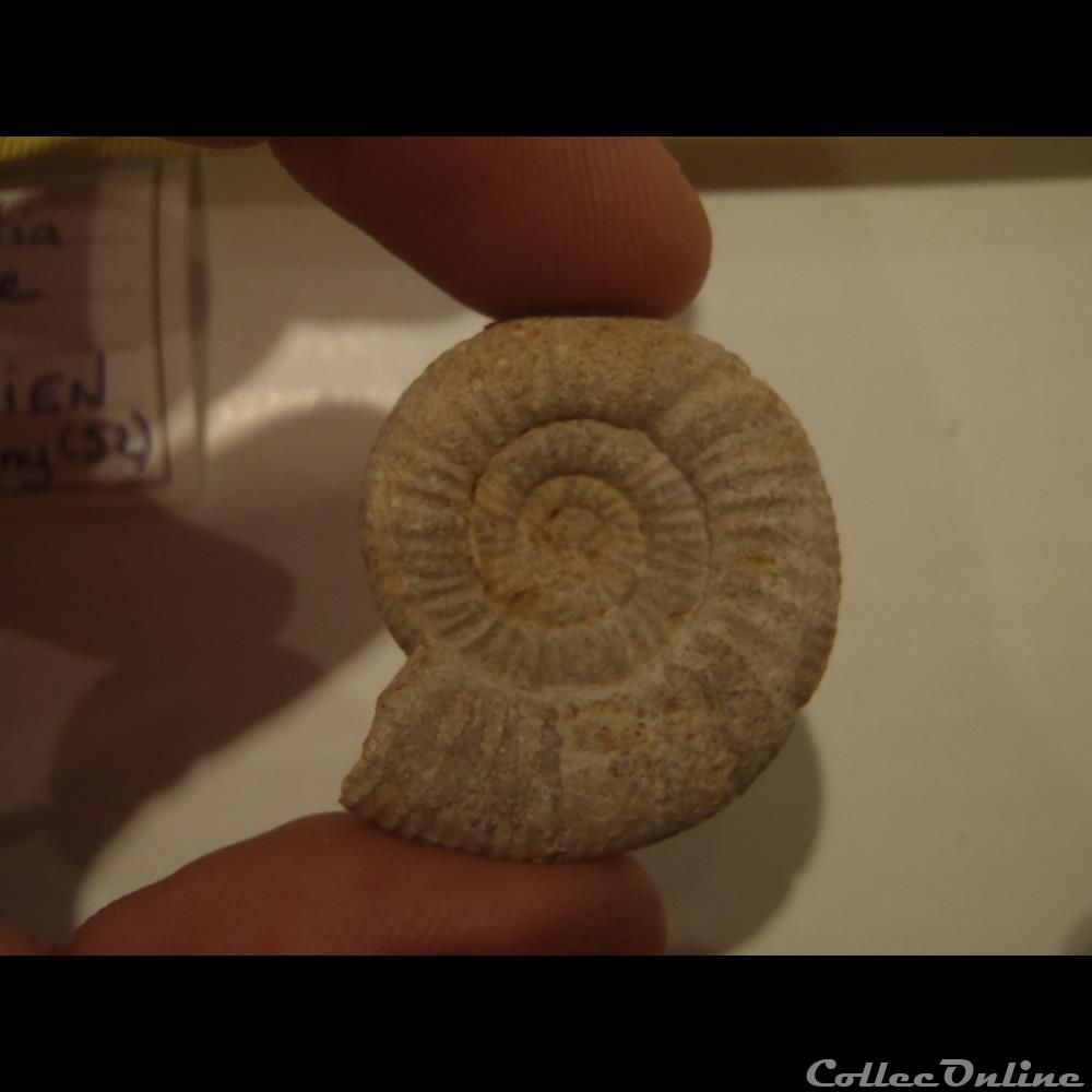 coquillage fossile invertebre choffatia isabellae