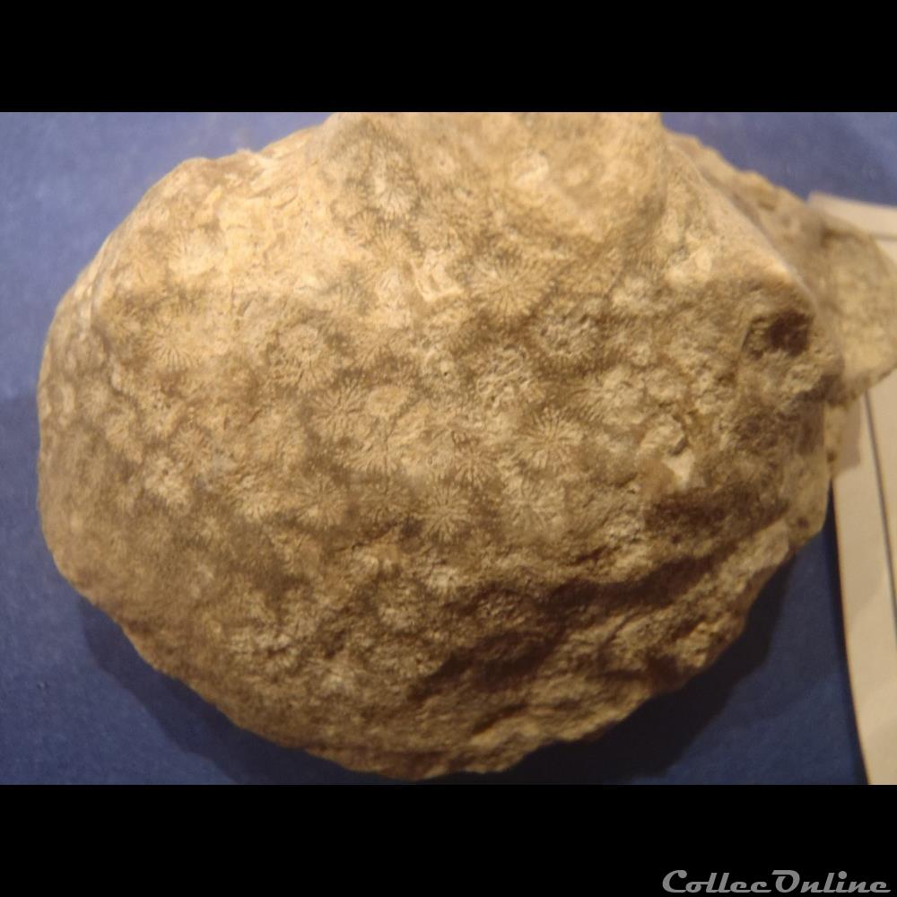 coquillage fossile invertebre isastrea sp