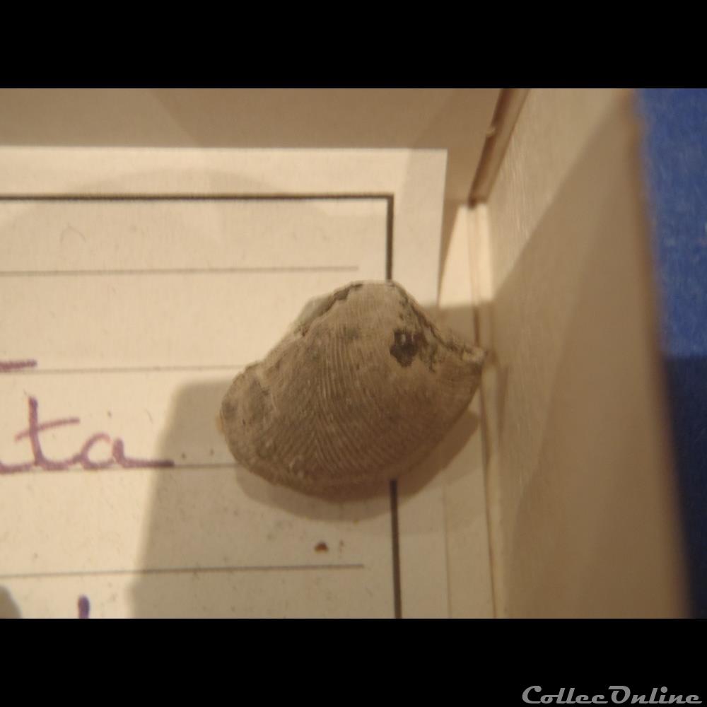 coquillage fossile invertebre acila bivirgata