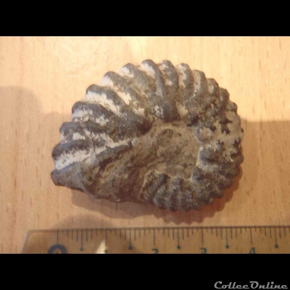 Ammonite indéterminée 5 3 coquillage fossile invertebre ammonite indeterminee 5