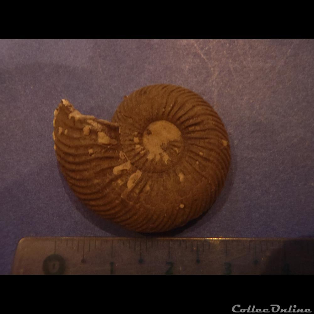 Indéterminé 4 coquillage fossile invertebre indetermine