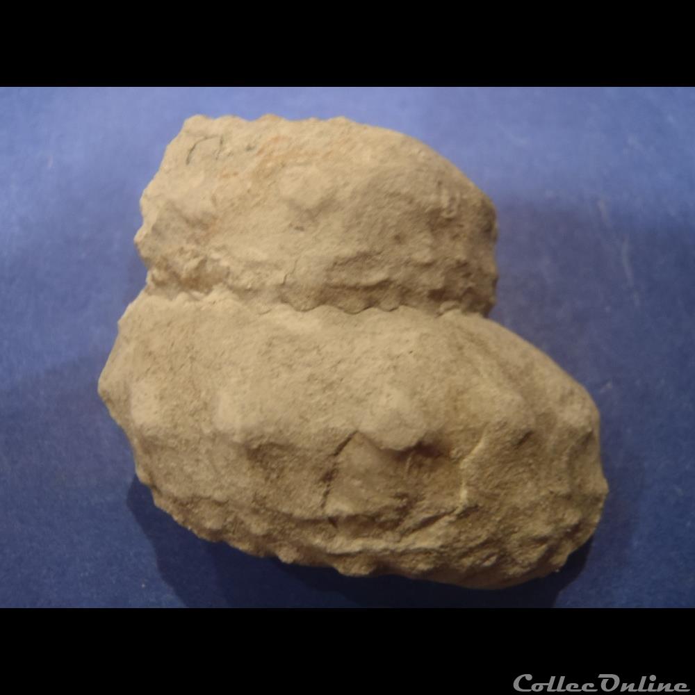 Turrilites sp. coquillage fossile invertebre turrilites sp