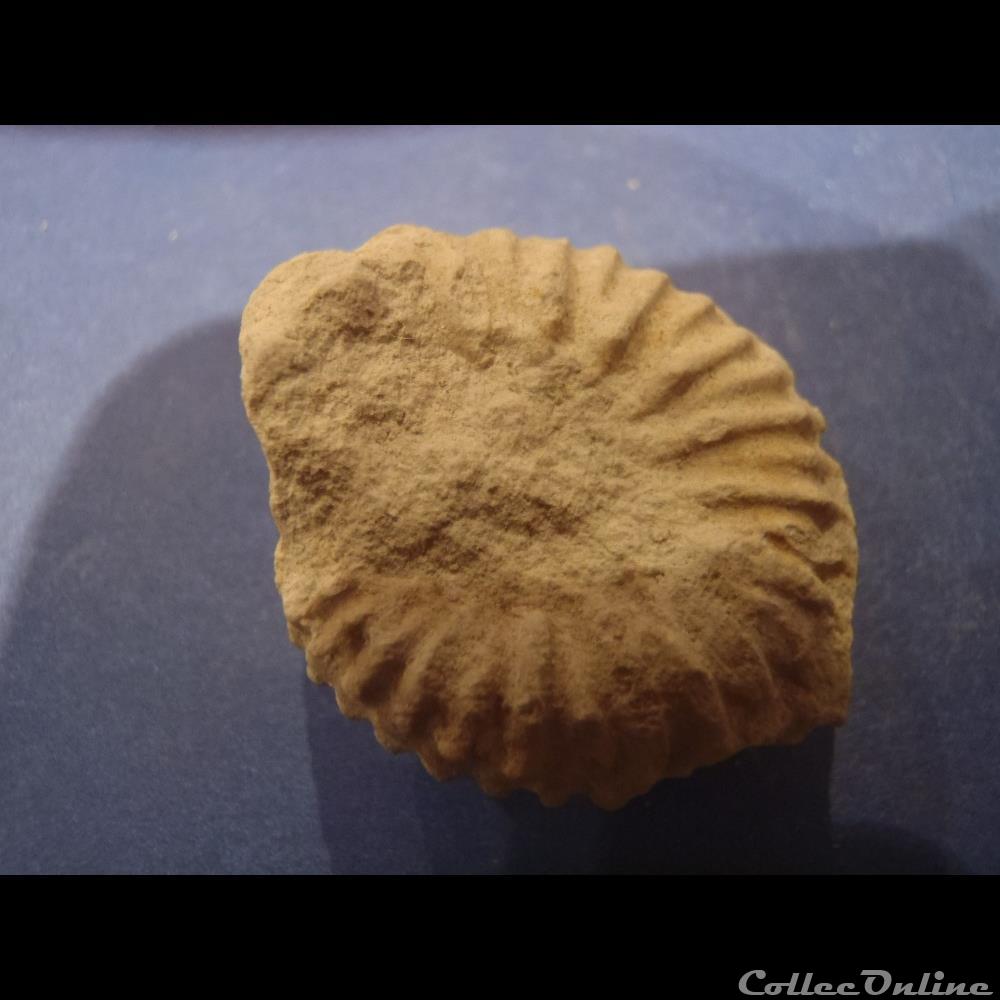 Mantelliceras mantelli 3 coquillage fossile invertebre mantelliceras mantelli