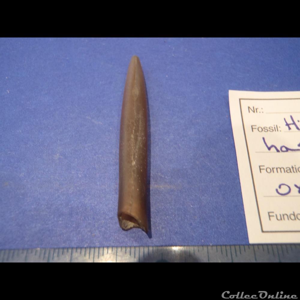 coquillage fossile invertebre hibolites hastatus