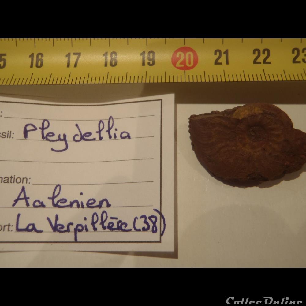 coquillage fossile invertebre pleydellia