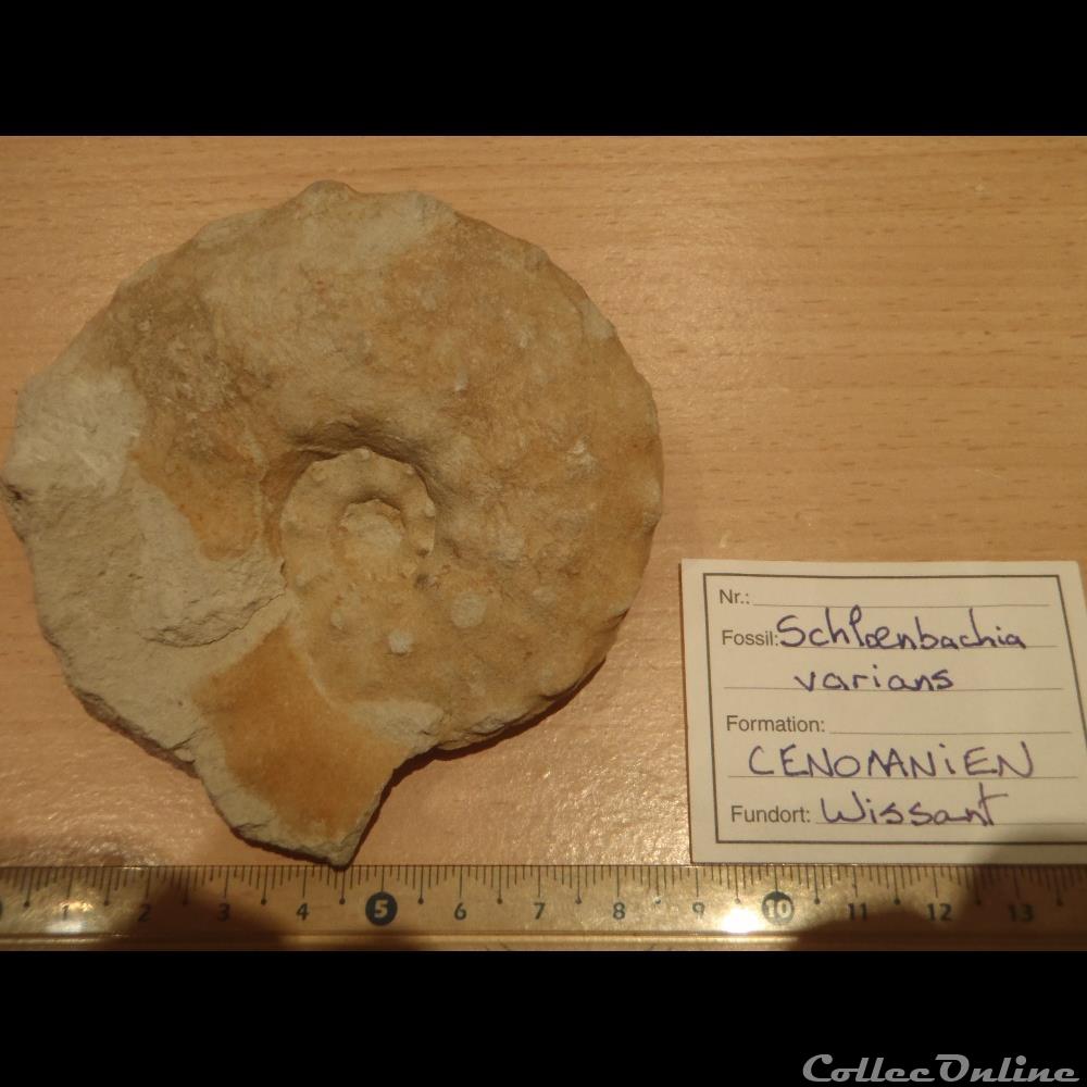 Schloenbachia varians coquillage fossile invertebre schloenbachia varians