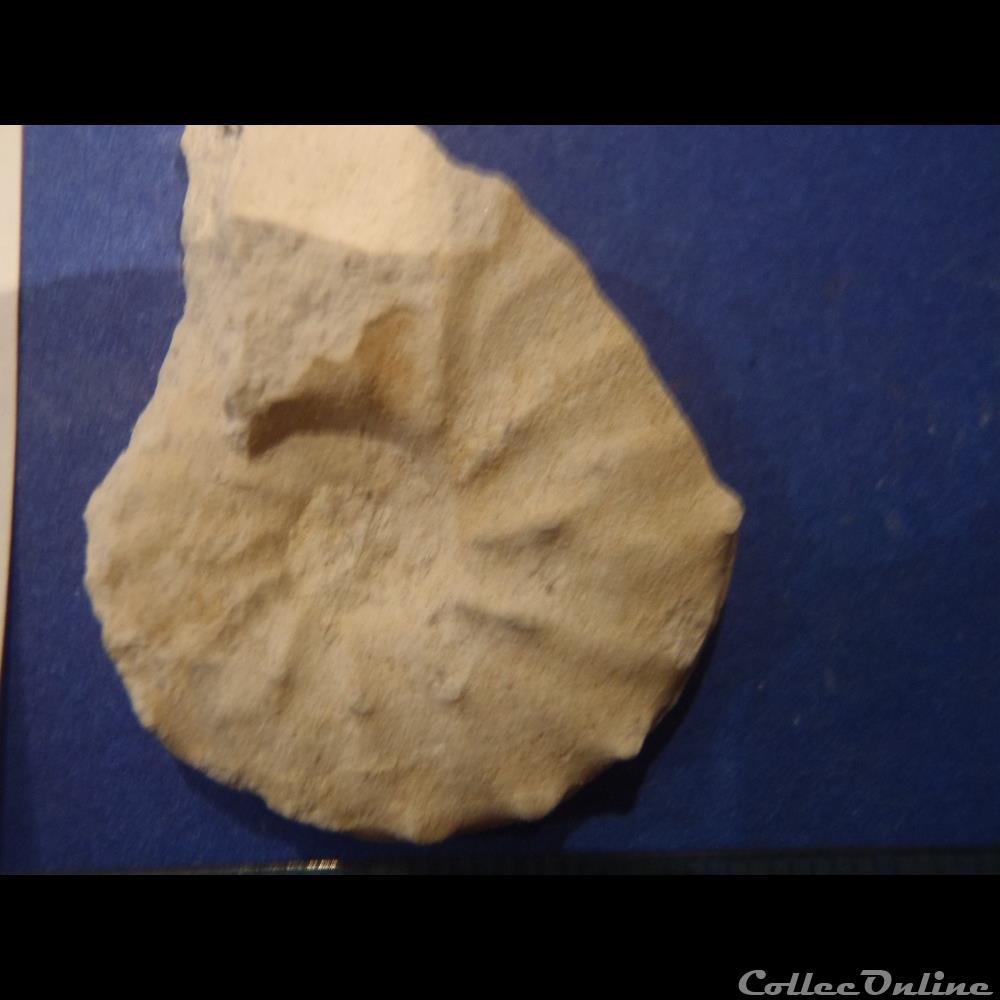 Schloenbachia varians 3 coquillage fossile invertebre schloenbachia varians
