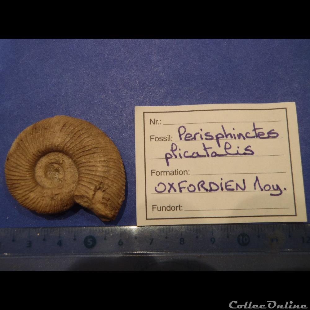 Perisphinctes plicatalis coquillage fossile invertebre perisphinctes plicatalis