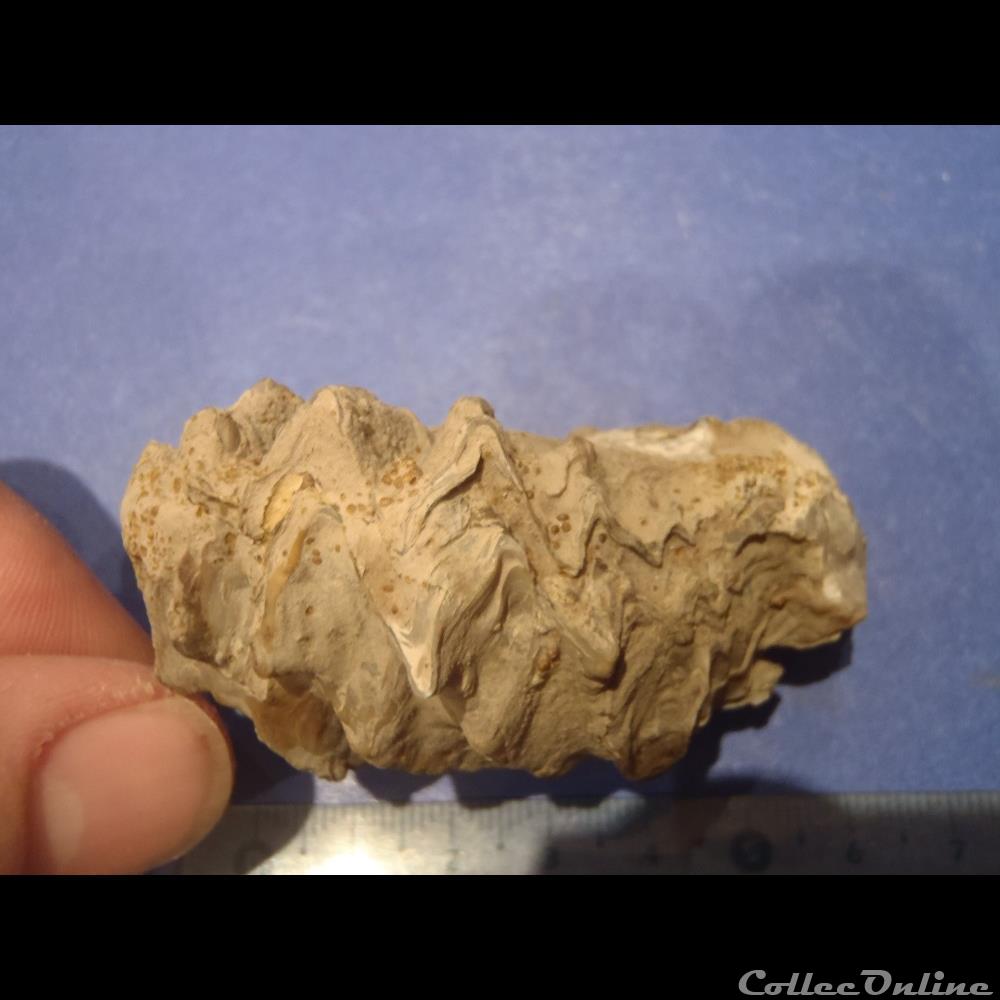 Lopha marshii 2 coquillage fossile invertebre lopha marshii