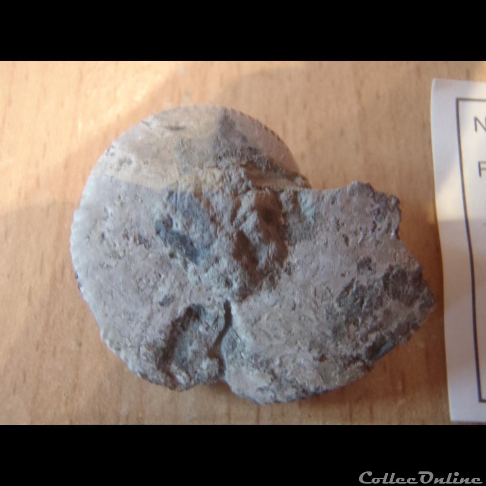 coquillage fossile invertebre anahoplites planus