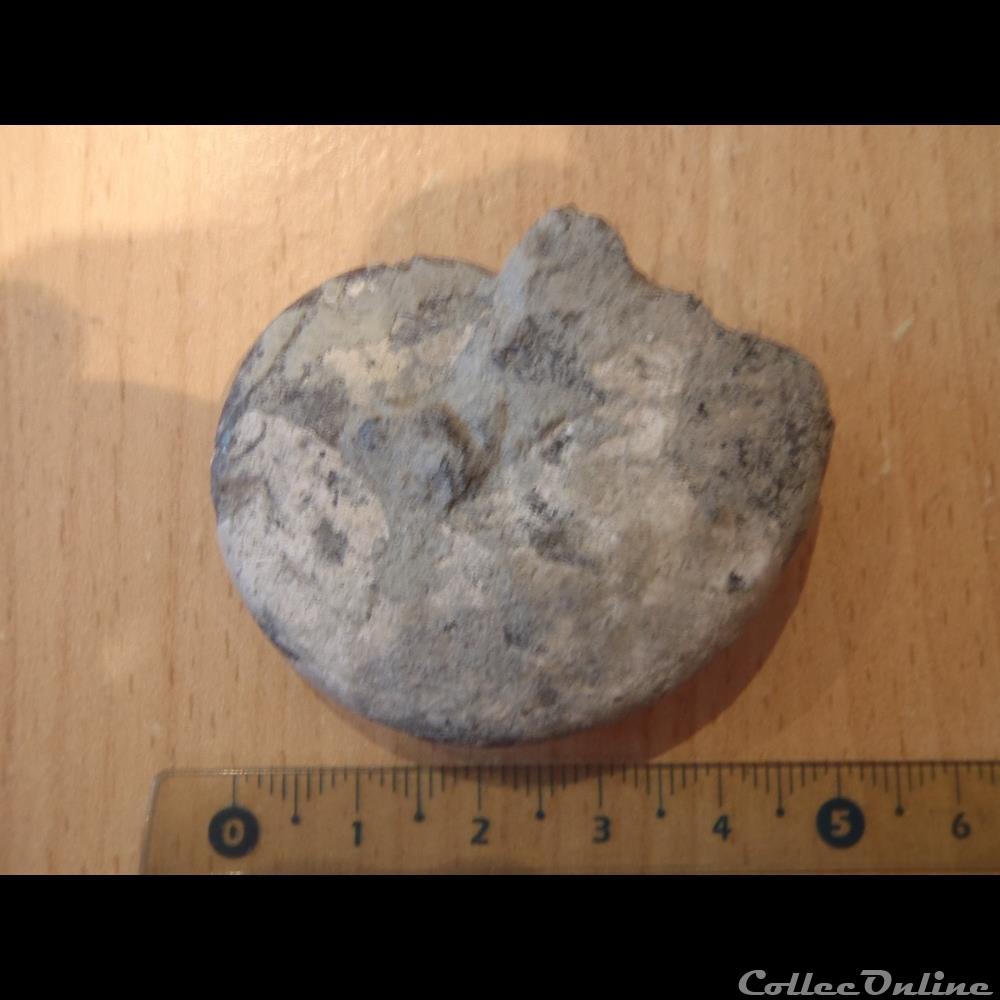 Ammonite indéterminée 2 coquillage fossile invertebre ammonite indeterminee 2
