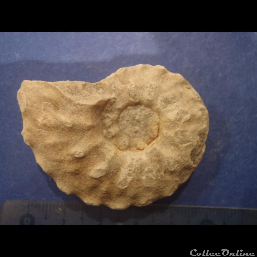 Schloenbachia varians coquillage fossile invertebre schloenbachia varians