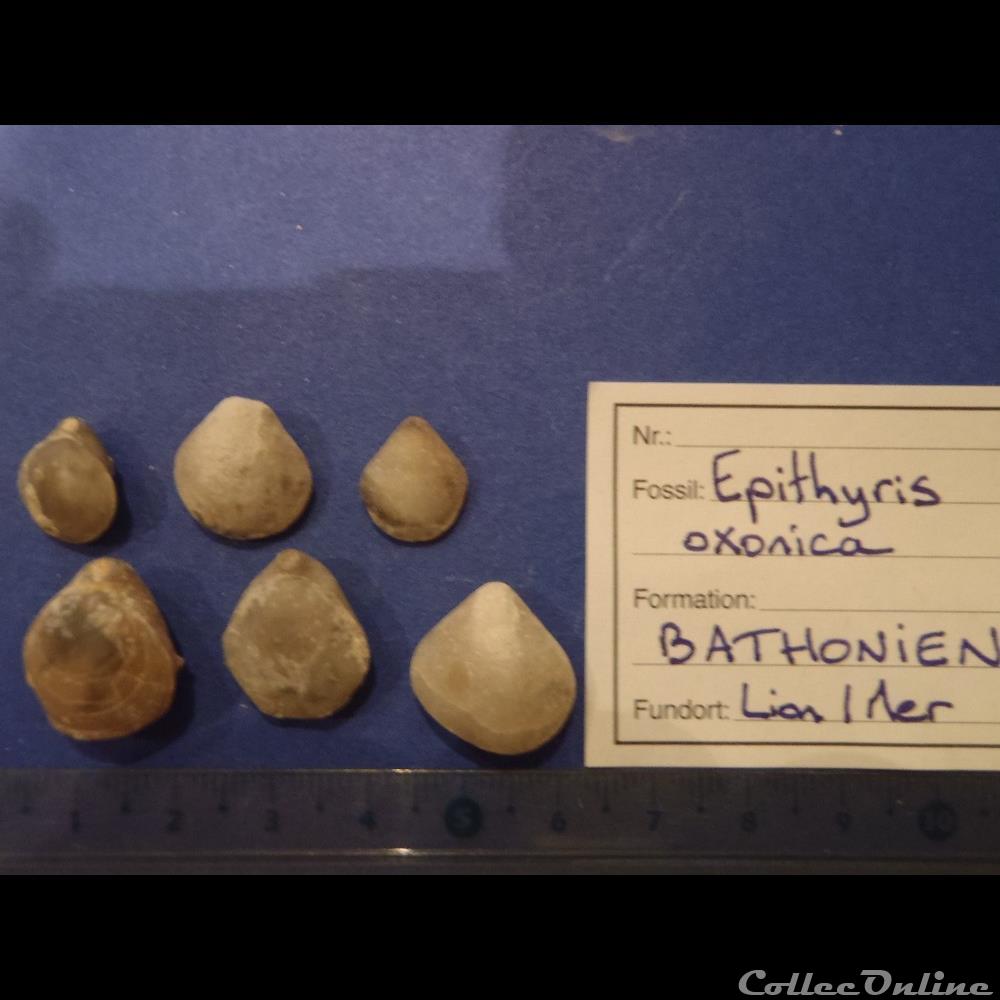 Epithyris oxonica coquillage fossile invertebre epithyris oxonica