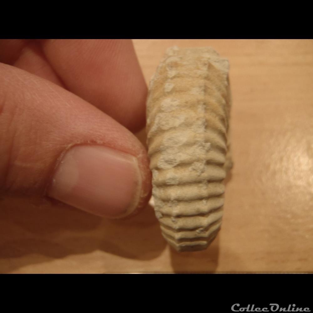 Mantelliceras mantelli coquillage fossile invertebre mantelliceras mantelli