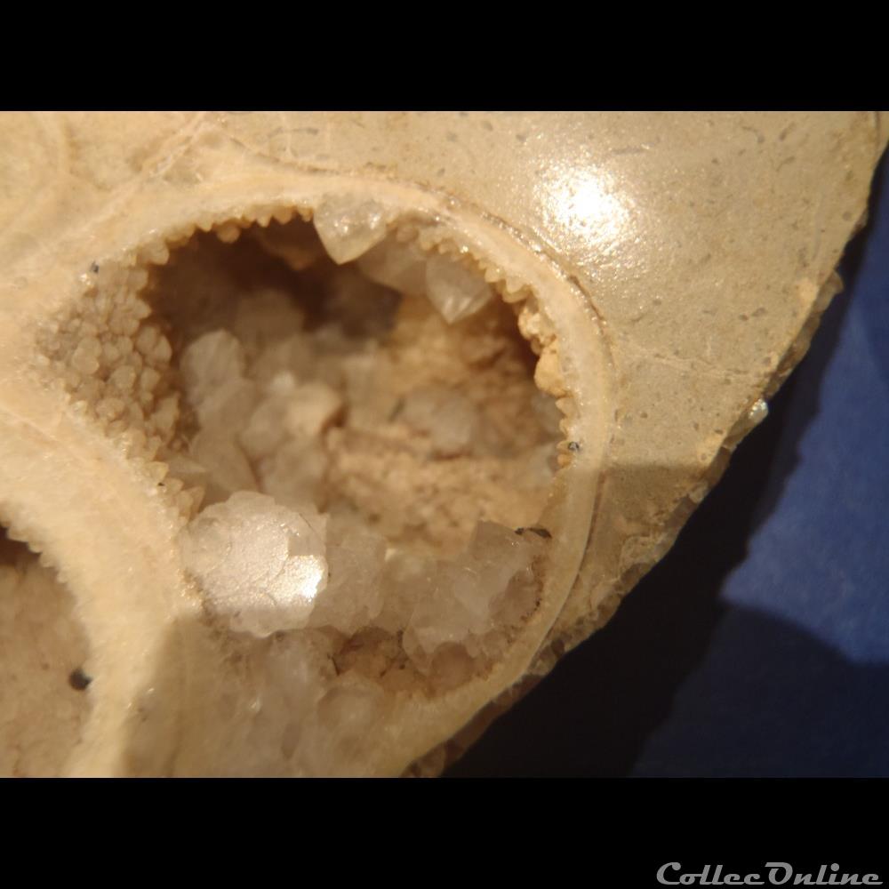 Ammonite indéterminée 4 coquillage fossile invertebre ammonite indeterminee
