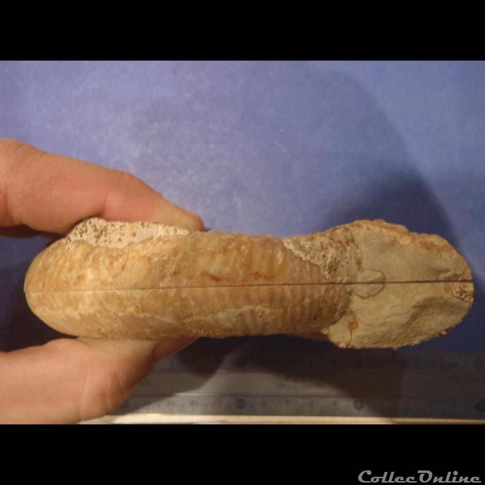 Ammonite indéterminée 2 coquillage fossile invertebre ammonite indeterminee