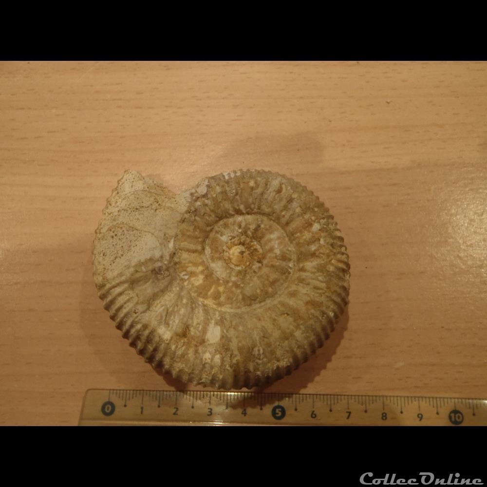 Ammonite indéterminée coquillage fossile invertebre ammonite indeterminee