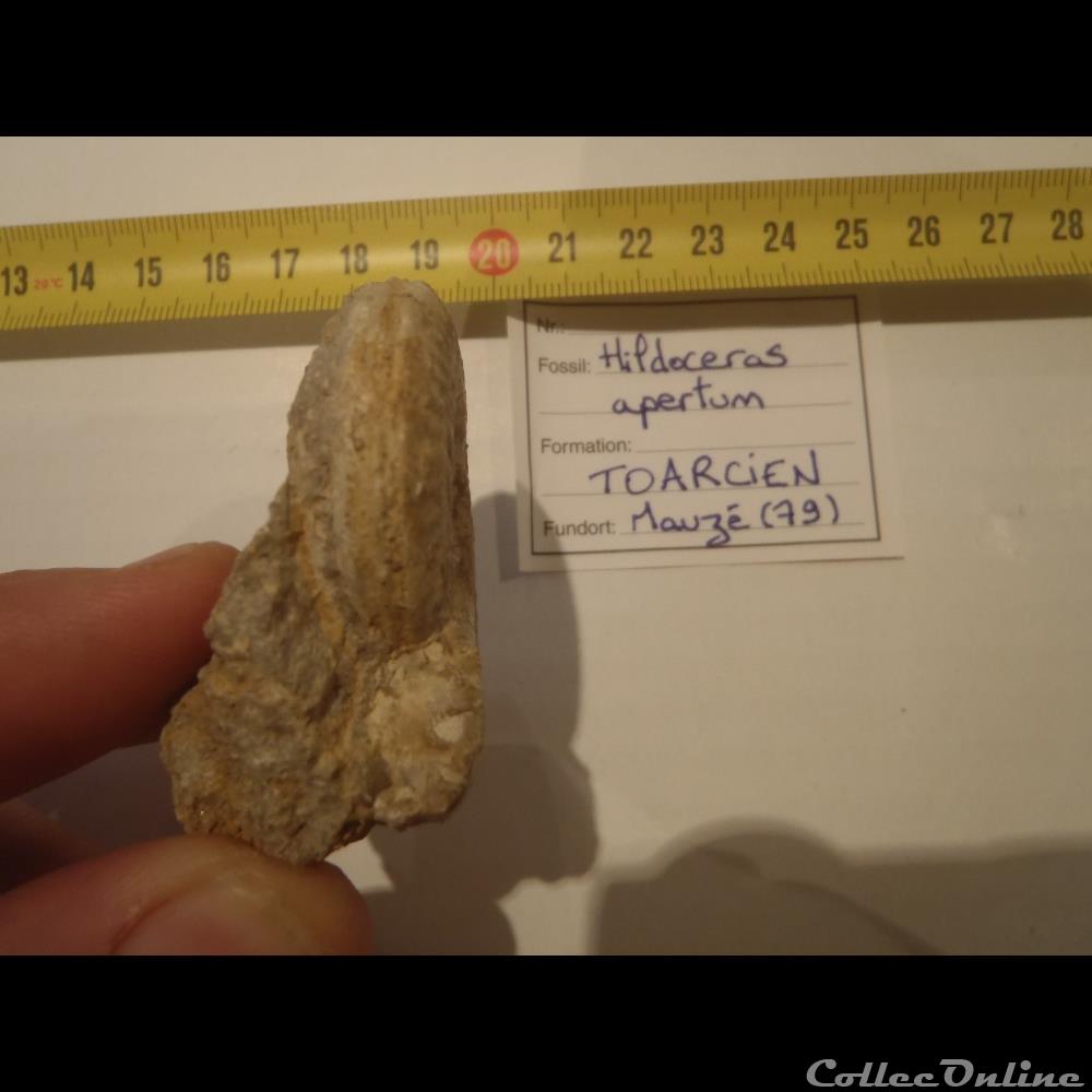 coquillage fossile invertebre hildoceras apertum